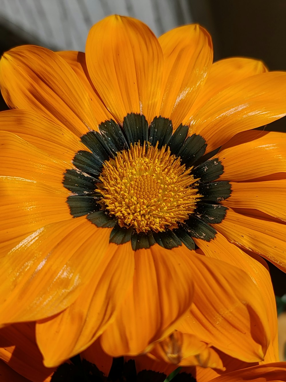 a close up of a yellow flower with a black center