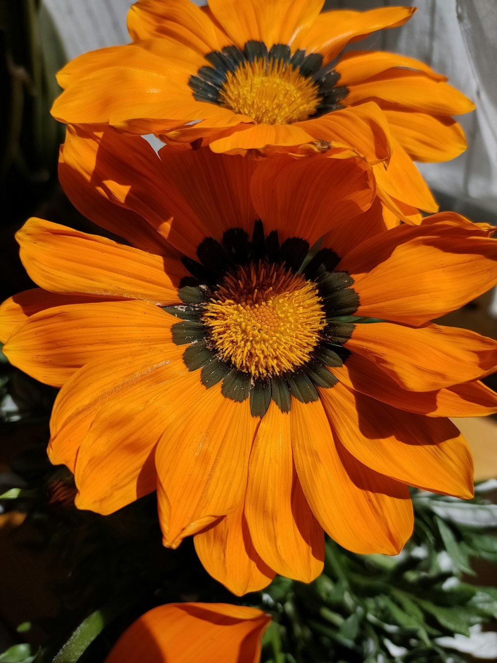 a group of orange flowers sitting next to each other