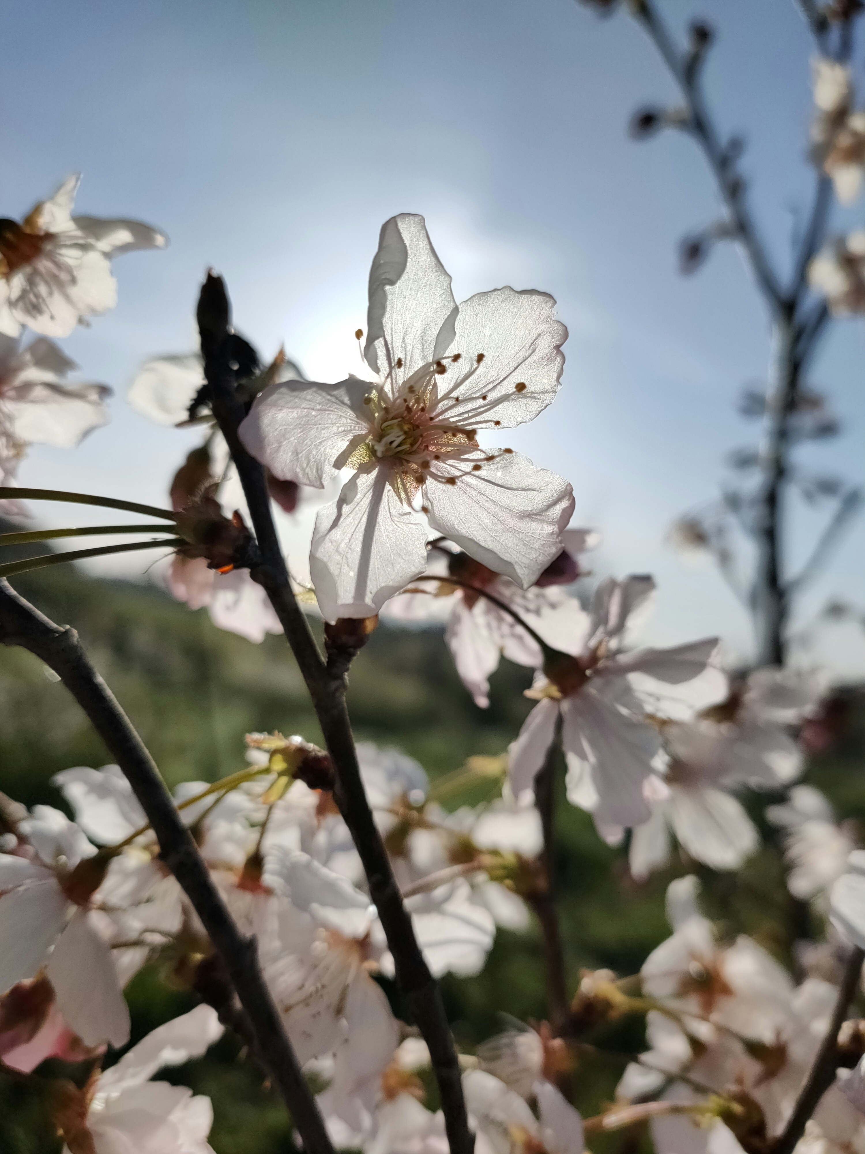 um ramo de flores que estão em uma árvore