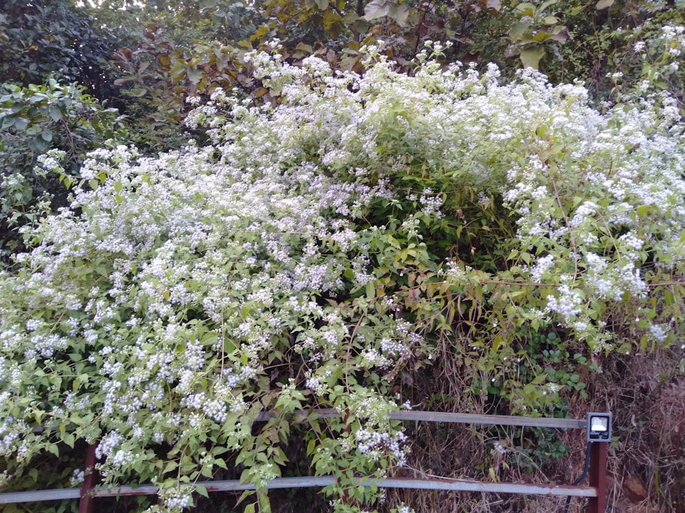 a fence with a bunch of white flowers on it