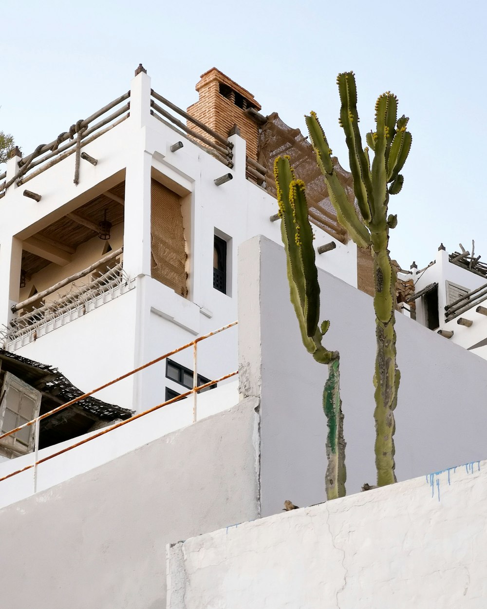 a tall cactus sitting next to a white building