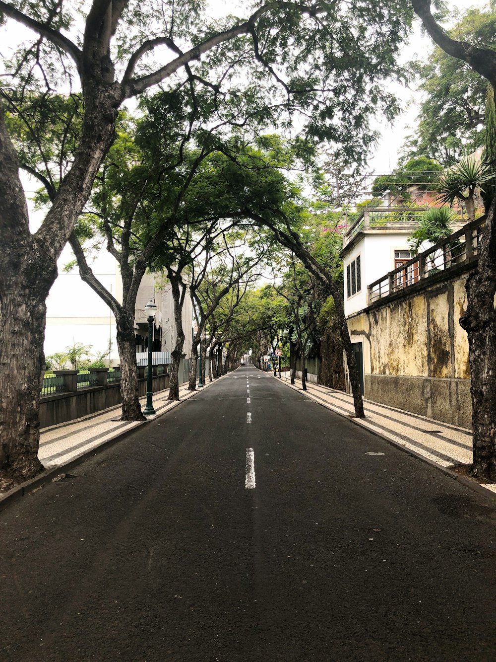 an empty street lined with trees and buildings