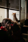 A curious tabby cat perched on a windowsill looking outside.