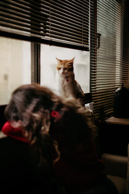 A curious tabby cat perched on a windowsill looking outside.