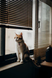 A sleek black and white cat gadget setup with soft orange lighting highlighting the details.