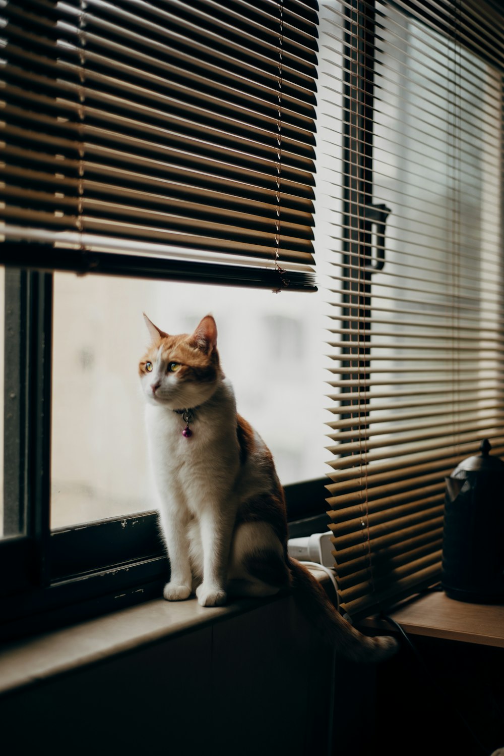 a cat sitting on a window sill looking out the window