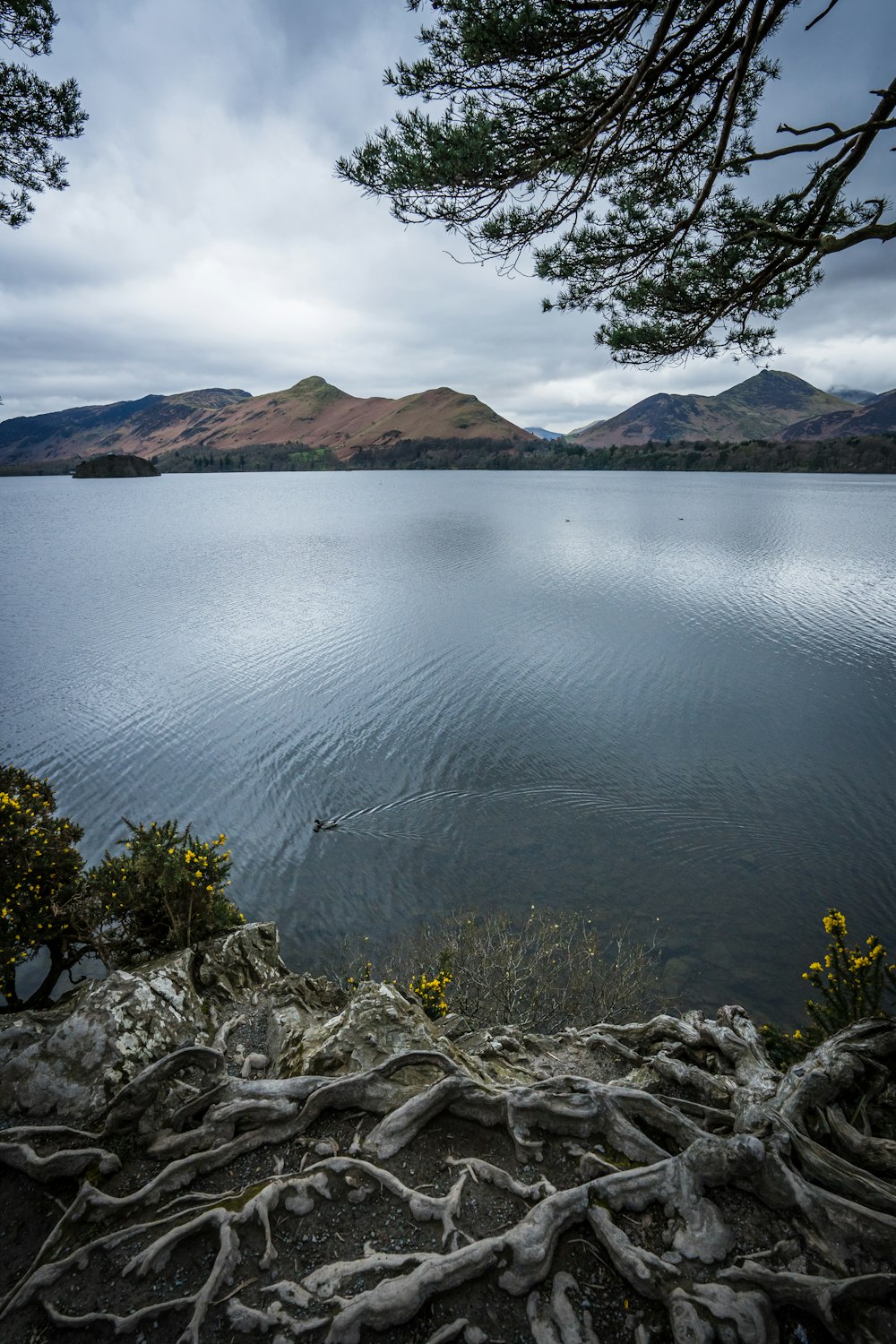 a large body of water surrounded by trees