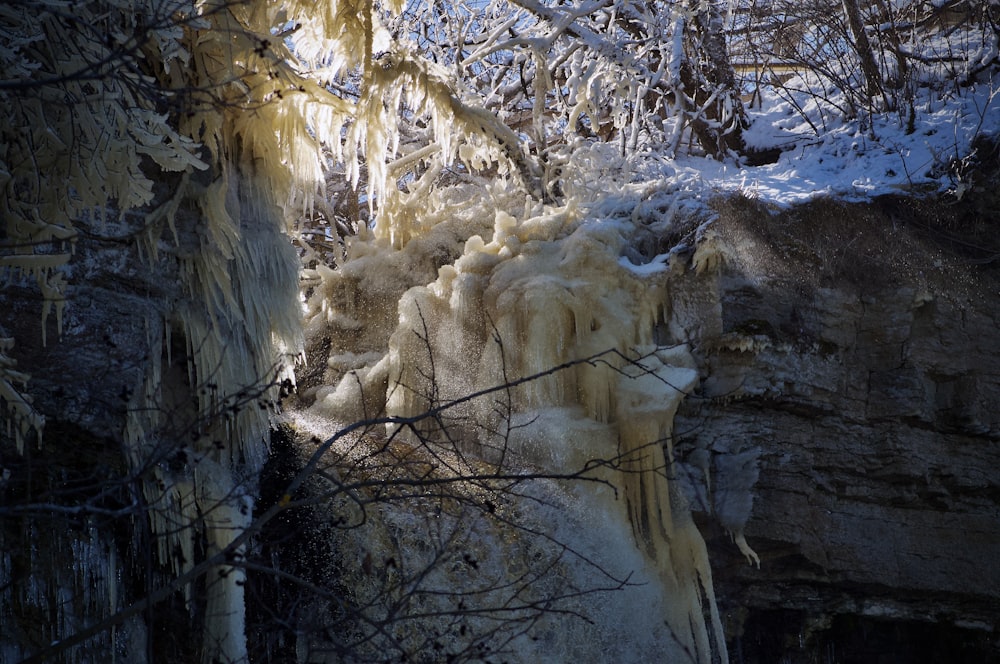 a group of trees that are covered in ice