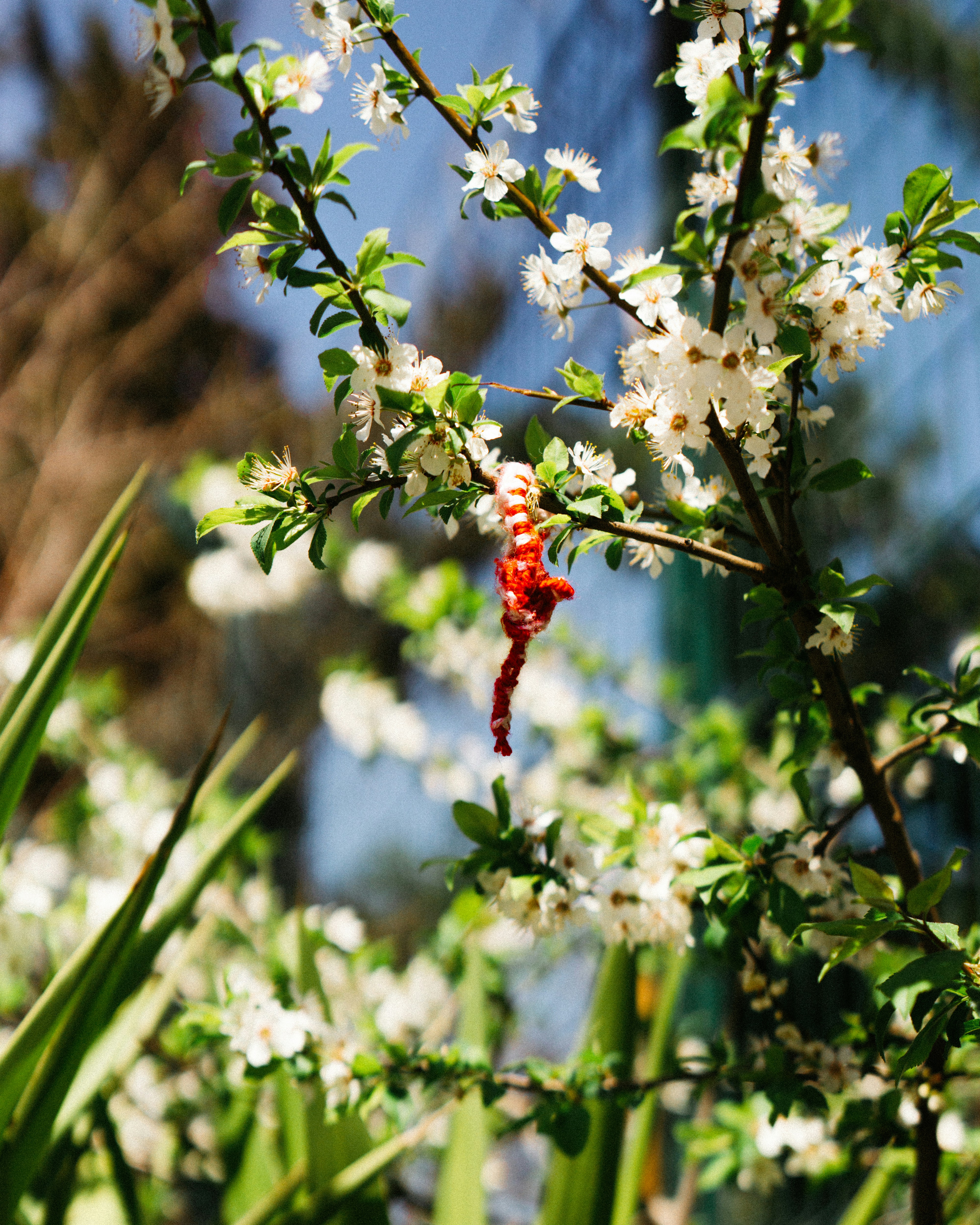 a close up of a tree with white flowers