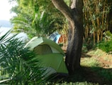 A green tent is set up in a lush, forested area near a body of water. Tall trees and plants surround the campsite, providing shade and a sense of privacy.