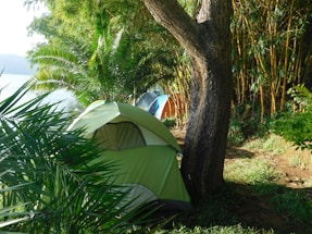 A green tent is set up in a lush, forested area near a body of water. Tall trees and plants surround the campsite, providing shade and a sense of privacy.
