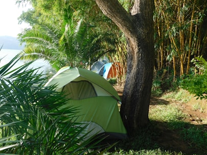A green tent is set up in a lush, forested area near a body of water. Tall trees and plants surround the campsite, providing shade and a sense of privacy.