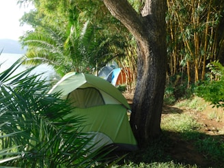 A green tent is set up in a lush, forested area near a body of water. Tall trees and plants surround the campsite, providing shade and a sense of privacy.