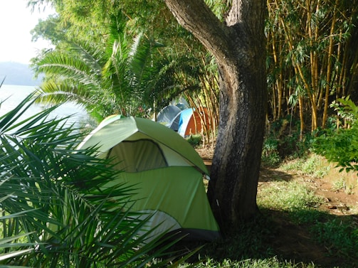A green tent is set up in a lush, forested area near a body of water. Tall trees and plants surround the campsite, providing shade and a sense of privacy.