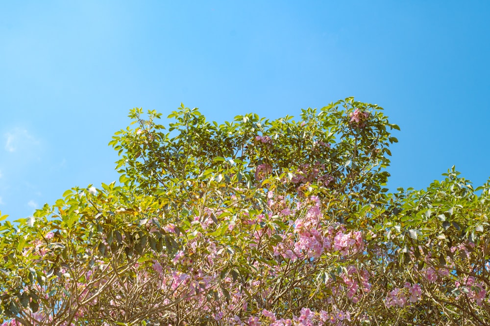 푸른 하늘 아래 분홍빛 꽃이 가득한 나무
