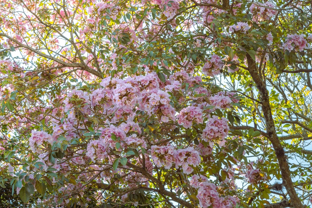 pink flowers are blooming on the branches of a tree