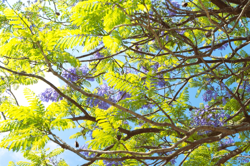 os galhos de uma árvore com flores roxas