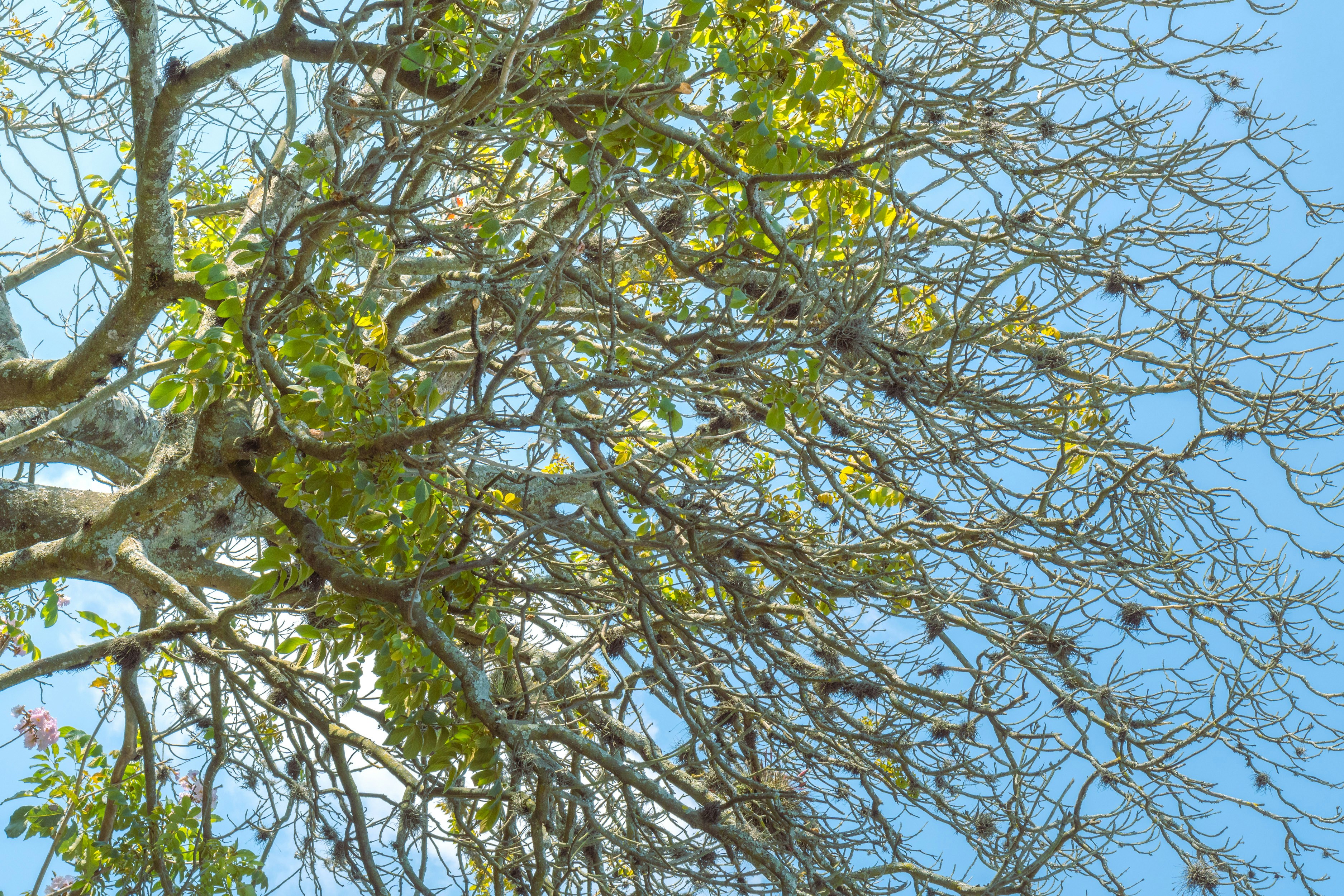 a bird is perched on a tree branch