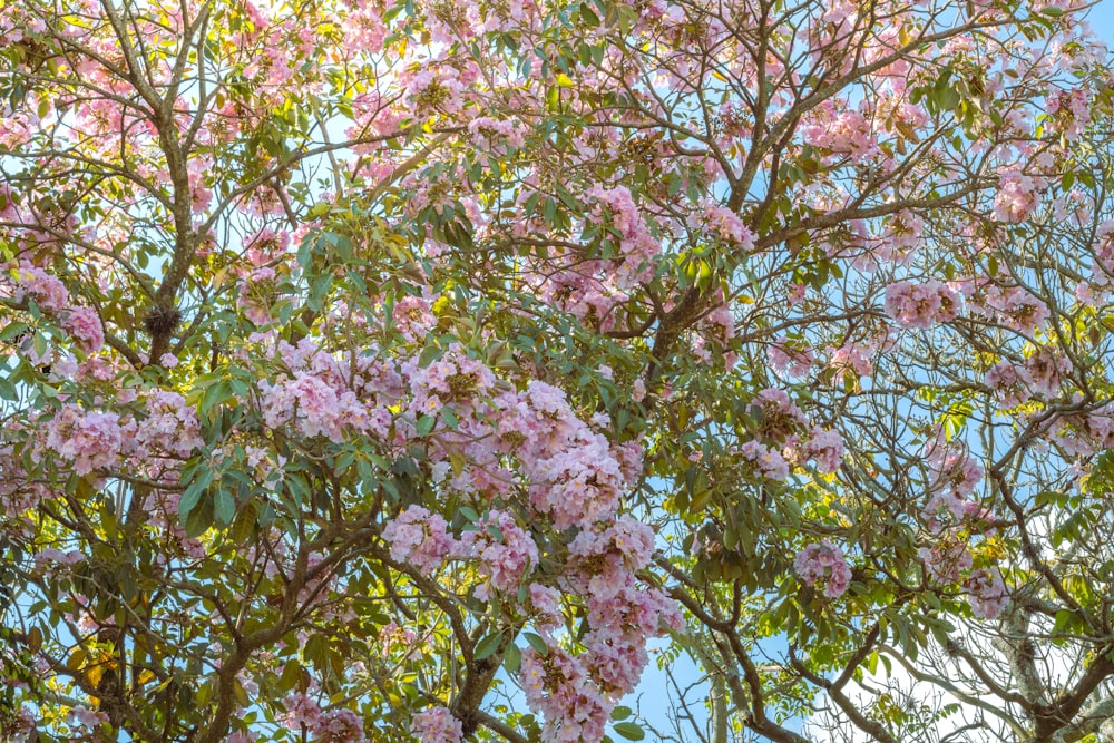 Un arbre rempli de nombreuses fleurs roses