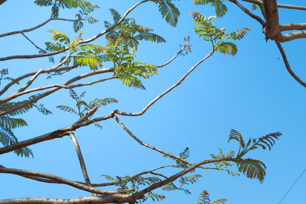 a bird is perched on a tree branch