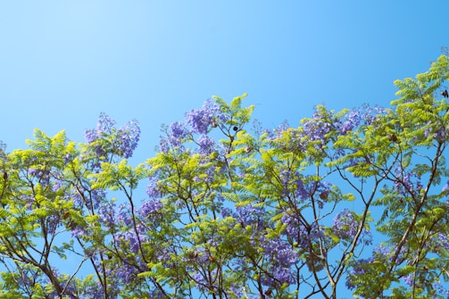 a tree with purple flowers against a blue sky