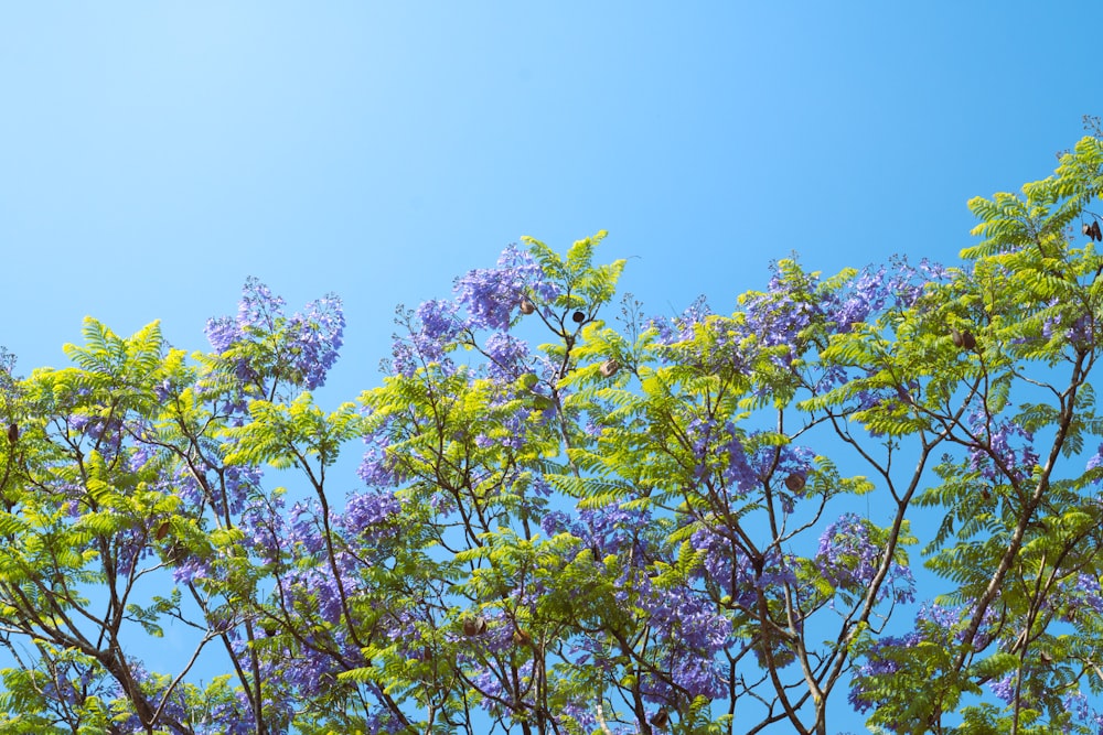 a tree with purple flowers against a blue sky