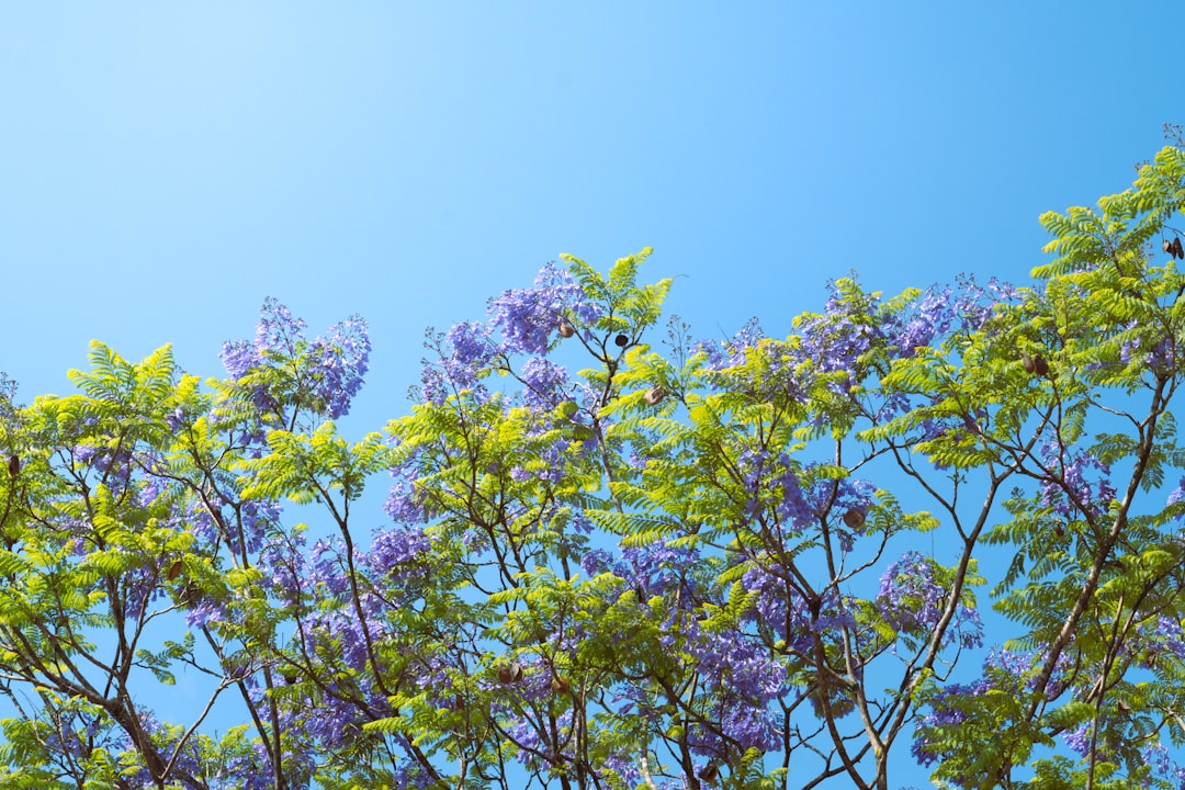 octopus tree, adaptations, a tree with purple flowers against a blue sky
