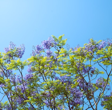 a tree with purple flowers against a blue sky