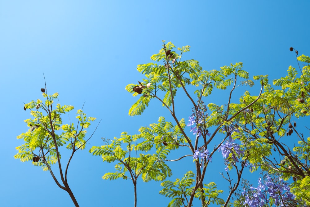 a tree with lots of green leaves and a blue sky in the background