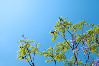 a blue sky and some green leaves and branches