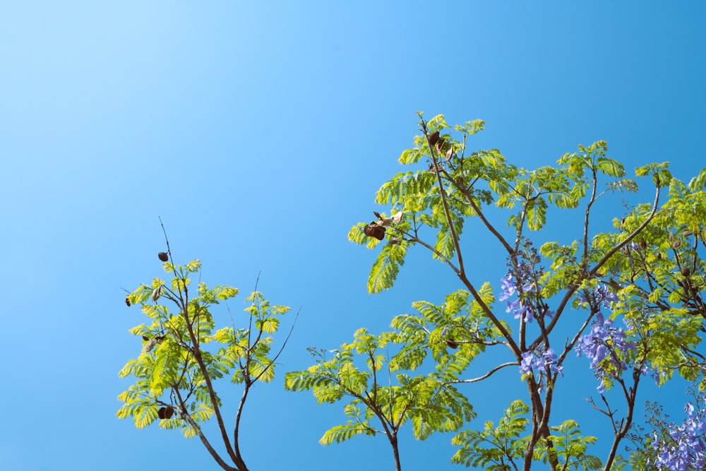 a blue sky and some green leaves and branches