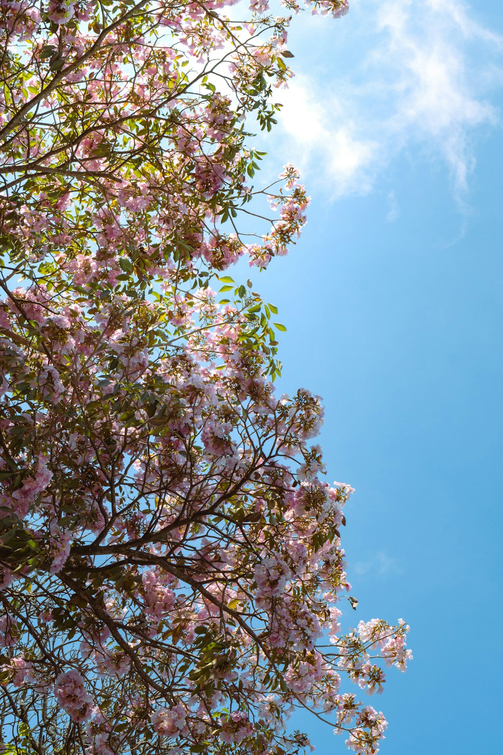 a tree with pink flowers in the foreground and a blue sky in the background