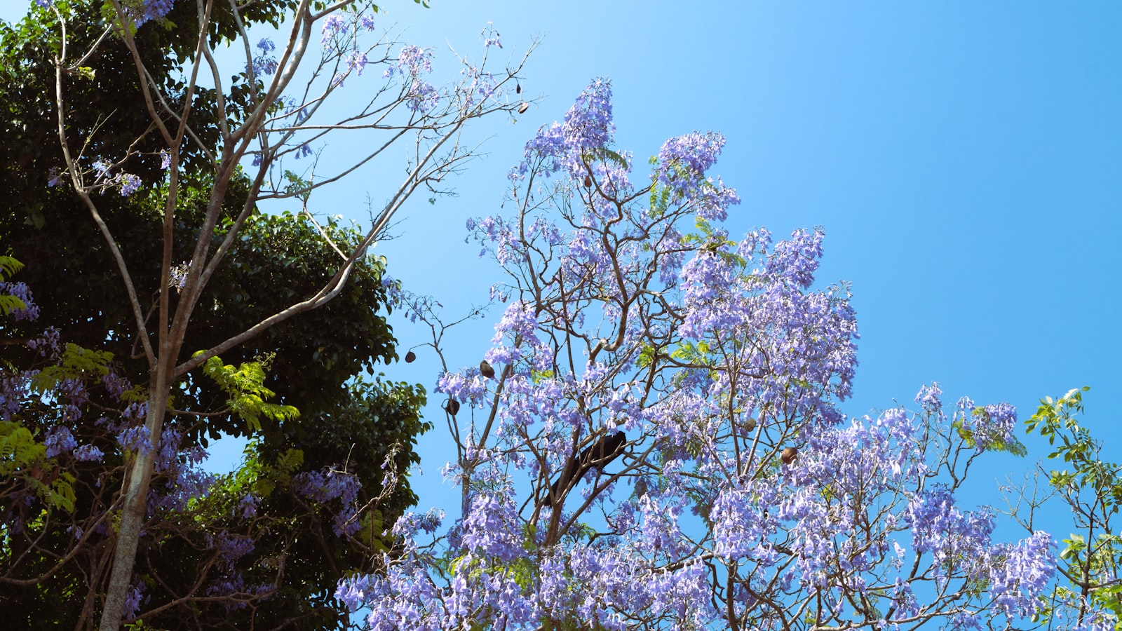 2. Palm Tree Species in Mexico: Diversity, Distribution, and Iconic Locations