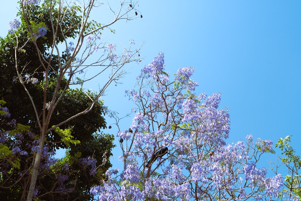 a tree with purple flowers in the foreground and a blue sky in the background