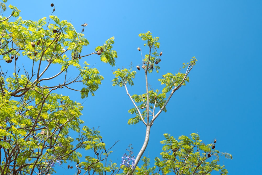 un groupe d’oiseaux assis au sommet d’un arbre