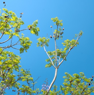 a group of birds sitting on top of a tree