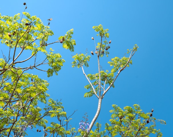 a group of birds sitting on top of a tree