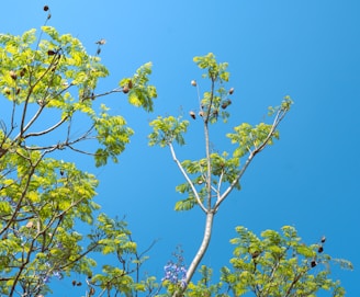 a group of birds sitting on top of a tree