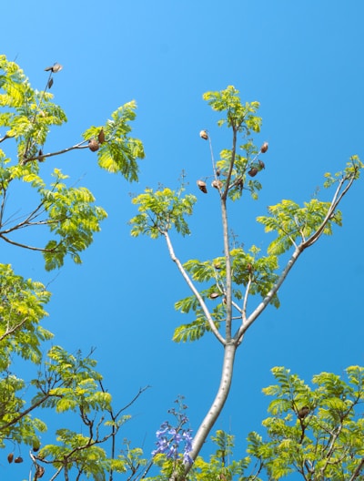 a group of birds sitting on top of a tree