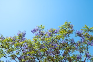 a tree with purple flowers against a blue sky