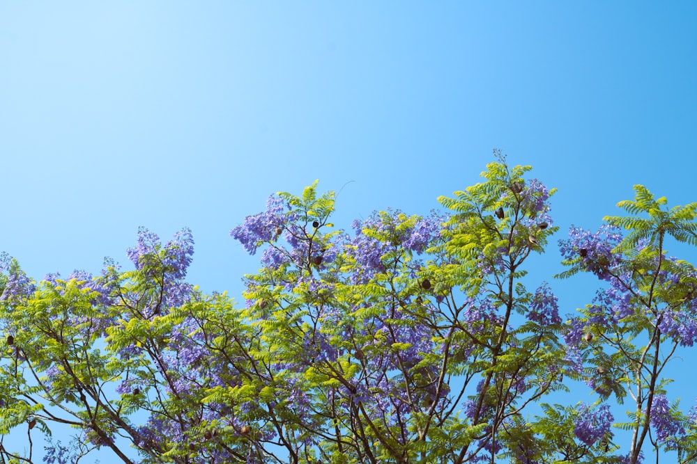 a tree with purple flowers against a blue sky