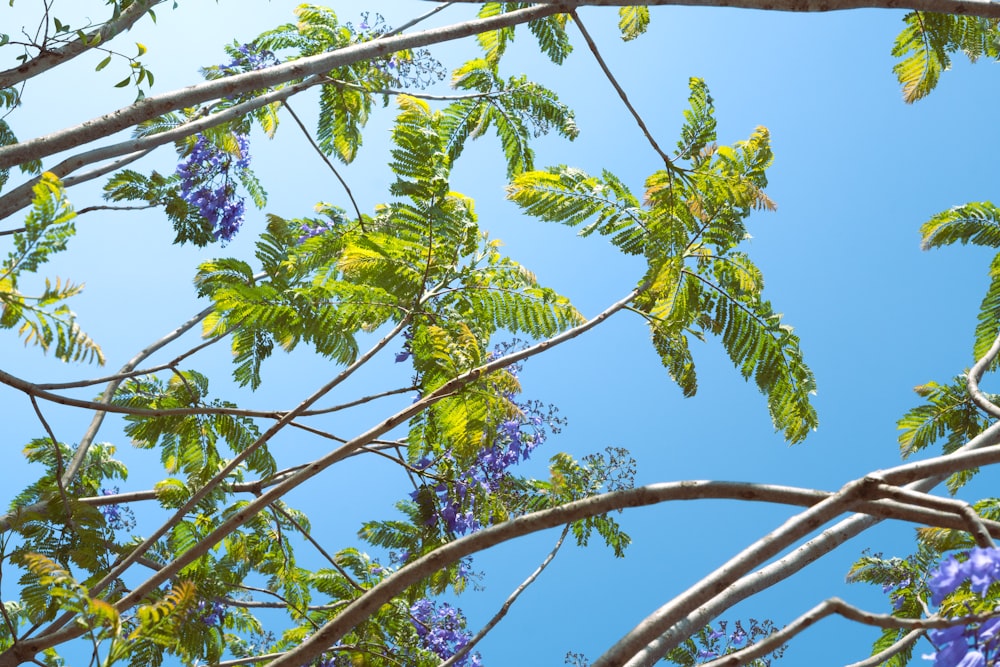 a blue sky is seen through the branches of a tree