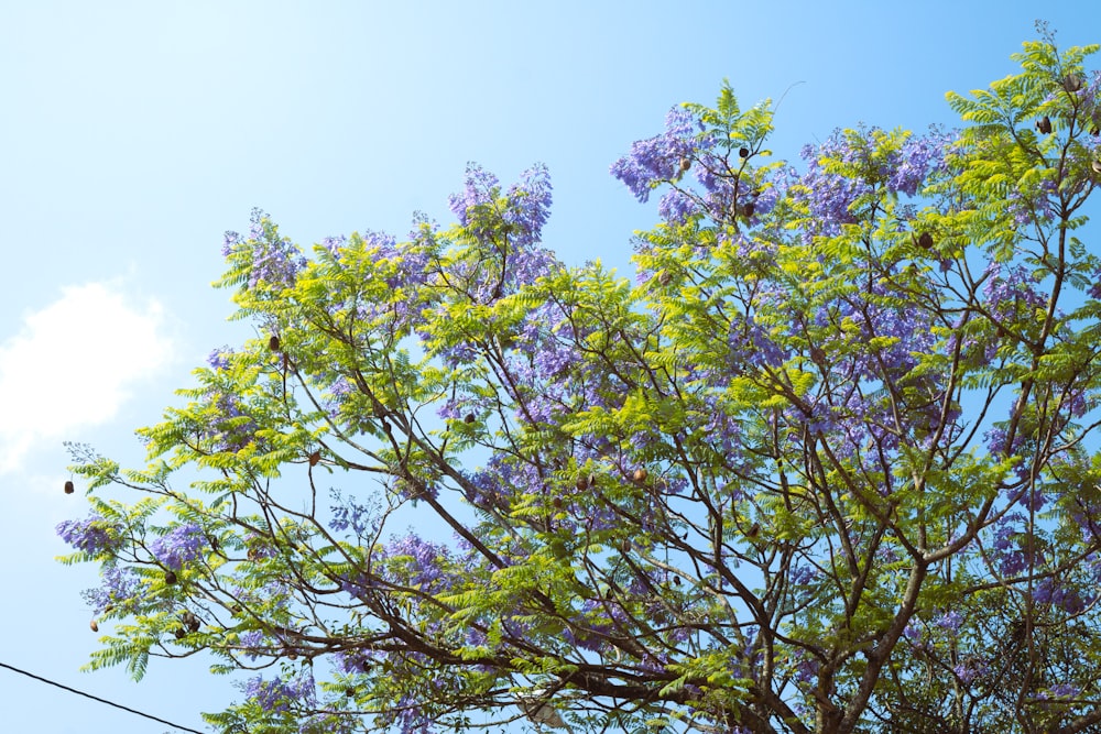 a tree with purple flowers and green leaves