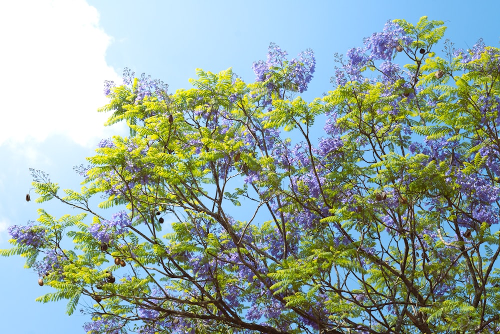 a tree with purple flowers and green leaves