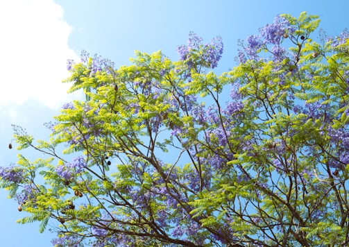 a tree with purple flowers and green leaves