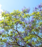 a tree with purple flowers and green leaves