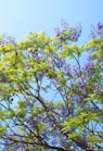 a tree with purple flowers and green leaves