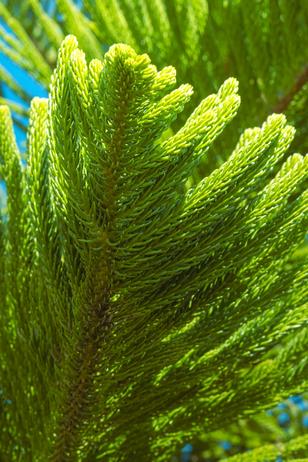 a close up of a pine tree branch