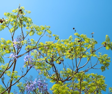 a group of birds sitting on top of a tree