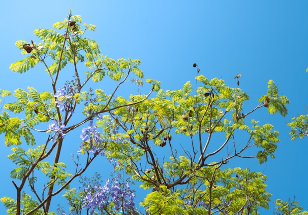 a group of birds sitting on top of a tree